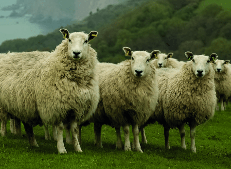 Wool Fibre | Identification & Application of Wool fibre | Part 01