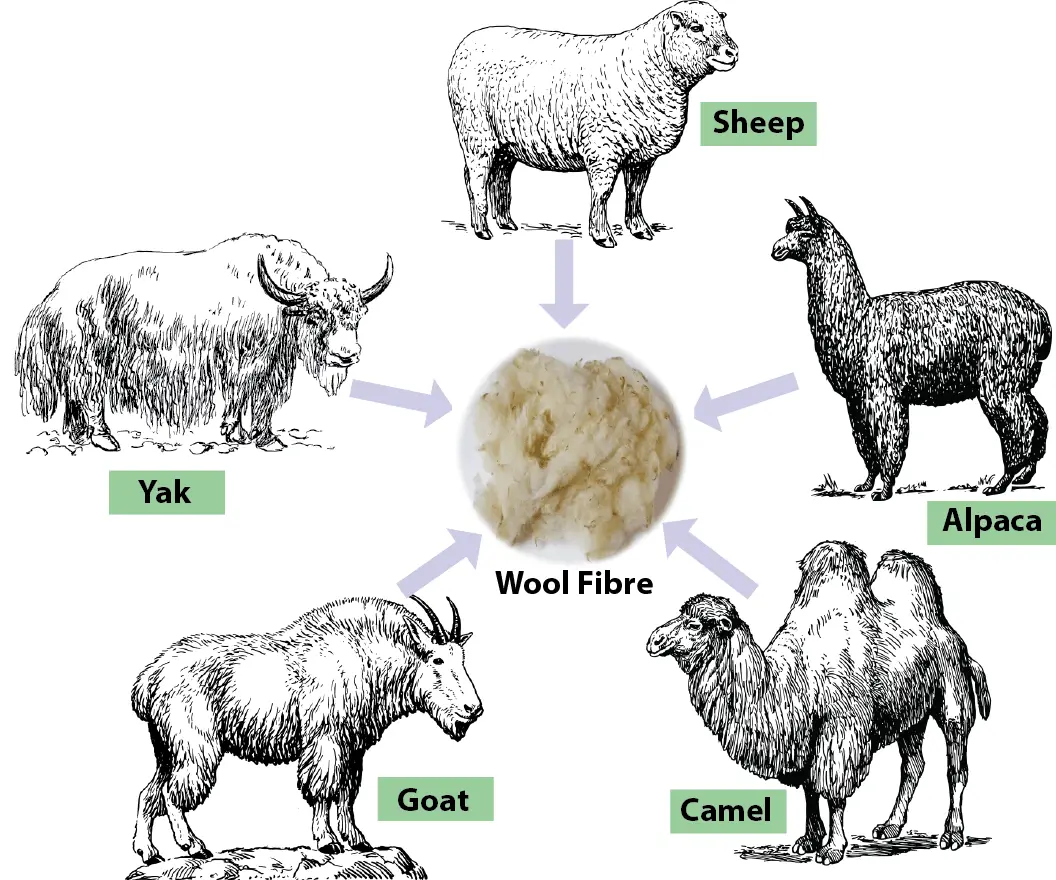 Wool Fibre | Main wool producing countries | Manufacturing Process of Wool Fibre | Shearing | Skirting | Grading | Wool Grading Systems | The Micron System | English wool sorting | Sorting the Merino fleece | Spanish sorting | Bailing of wool | Wool Fibre Morphology | Micro structure of wool fibre | Chemical Composition of Wool Fibre | Elements in wool protein | Chemical Bonds of Wool | Physical properties of wool | Chemical properties of wool | Wool Fibre Identification | Physical test of Wool Fibre Identification | Chemical Test of Wool Fibre Identification | Difference Between Silk & Wool | Uses & Application of wool fibre | End uses of wool fibre | Textile Study Center | textilestudycenter.com 