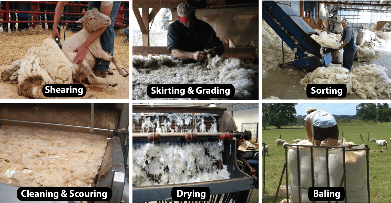 wool production